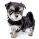 MIX（マルチーズ×ヨークシャーテリア）