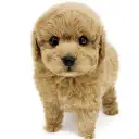 トイ・プードル