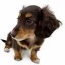 ミニチュア・ダックスフント