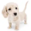 ミニチュア・ダックスフント