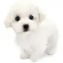 ビションフリーゼ