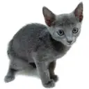 ロシアンブルー