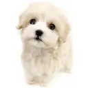 MIX（トイプードル×マルチーズ）