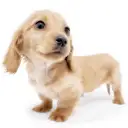 ミニチュア・ダックスフント