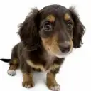 ミニチュア・ダックスフント