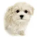 MIX(トイプードル×マルチーズ)