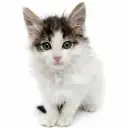 ノルウェージャンフォレストキャット