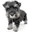 ミニチュア・シュナウザー