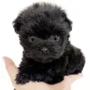 MIX（チワワ×トイプードル）