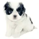 MIX（トイプードル×狆）