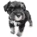 ミニチュア・シュナウザー