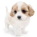 MIX（キャバリアキングチャールズスパニエル×ビションフリーゼ）