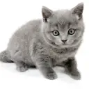 ブリティッシュショートヘア