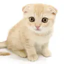 スコティッシュフォールド