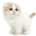 スコティッシュフォールド