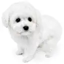 トイ・プードル