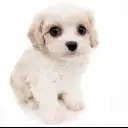 MIX（キャバリアキングチャールズスパニエル×ビションフリーゼ）