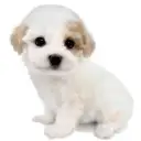 MIX（マルチーズ×トイプードル）