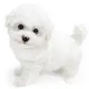 ビションフリーゼ