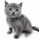 ブリティッシュショートヘア