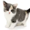 ブリティッシュショートヘア