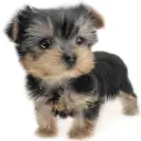 ヨークシャーテリア