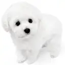 トイ・プードル