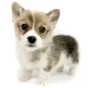 ウェルシュコーギーペンブローク