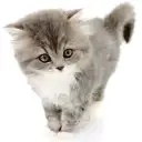 ブリティッシュロングヘア