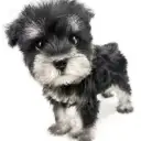 ミニチュア・シュナウザー