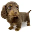 ミニチュア・ダックスフント