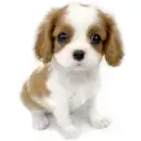 キャバリア・キングチャールズ・スパニエル