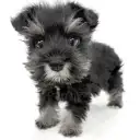 ミニチュア・シュナウザー