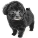 トイ・プードル