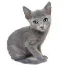 ロシアンブルー