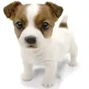 ジャックラッセルテリア