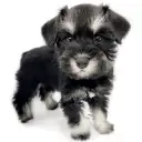 ミニチュア・シュナウザー