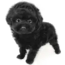 トイ・プードル