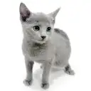 ロシアンブルー