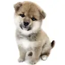 柴犬