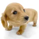 ミニチュア・ダックスフント