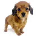 カニンヘン・ダックスフント