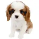 キャバリア・キングチャールズ・スパニエル