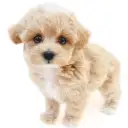 MIX（マルチーズ×トイプードル）