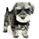 ミニチュア・シュナウザー