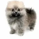 ポメラニアン