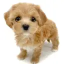 MIX（マルチーズ×トイプードル）