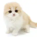 フォールデックス