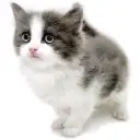 ノルウェージャンフォレストキャット