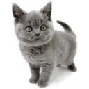 ブリティッシュショートヘア